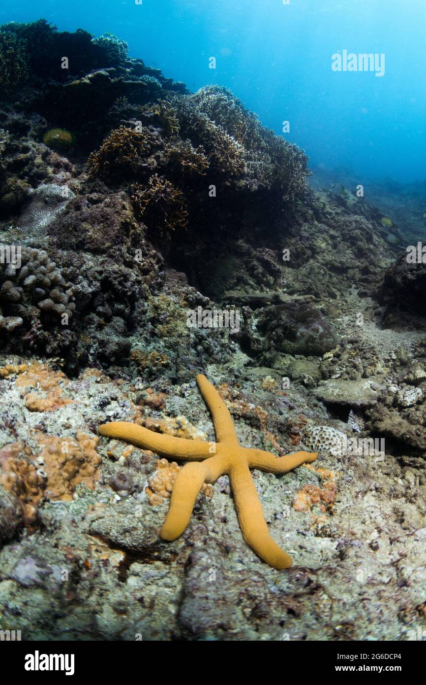 Vista submarina de estrellas amarillas que se arrastran sobre arrecife de coral rocoso en aguas claras del mar Foto de stock