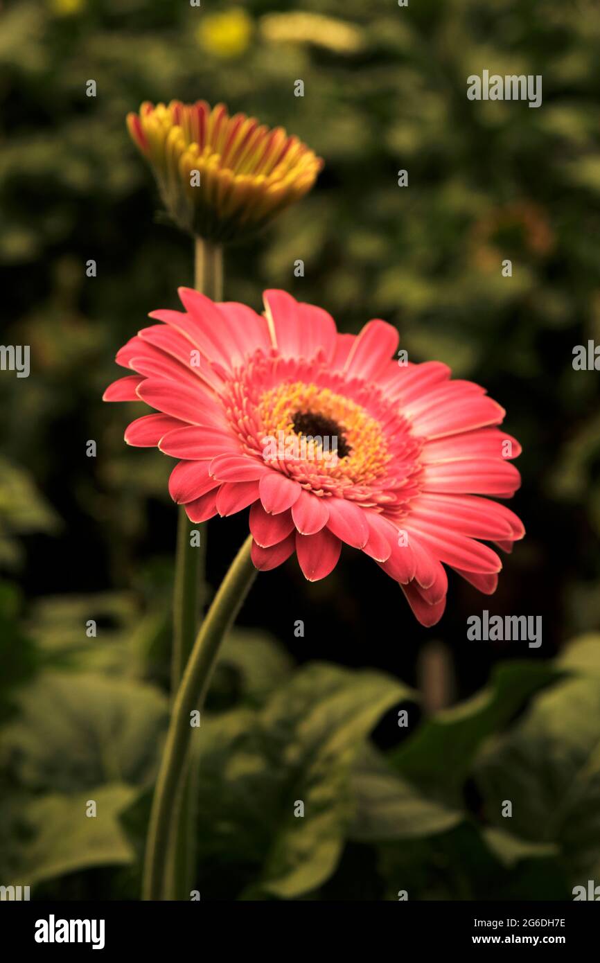 Gerbera en colores rosa. Fotografía floral. Fondo de escritorio floral. Gerbera rosa. Fondo de la naturaleza. Hojas de color verde oscuro Fotografía de stock - Alamy Gerbera en colores rosa. Fotografía floral. Fondo de escritorio floral. Gerbera rosa. Fondo de la naturaleza. Hojas de color verde oscuro Fotografía de stock - Alamy