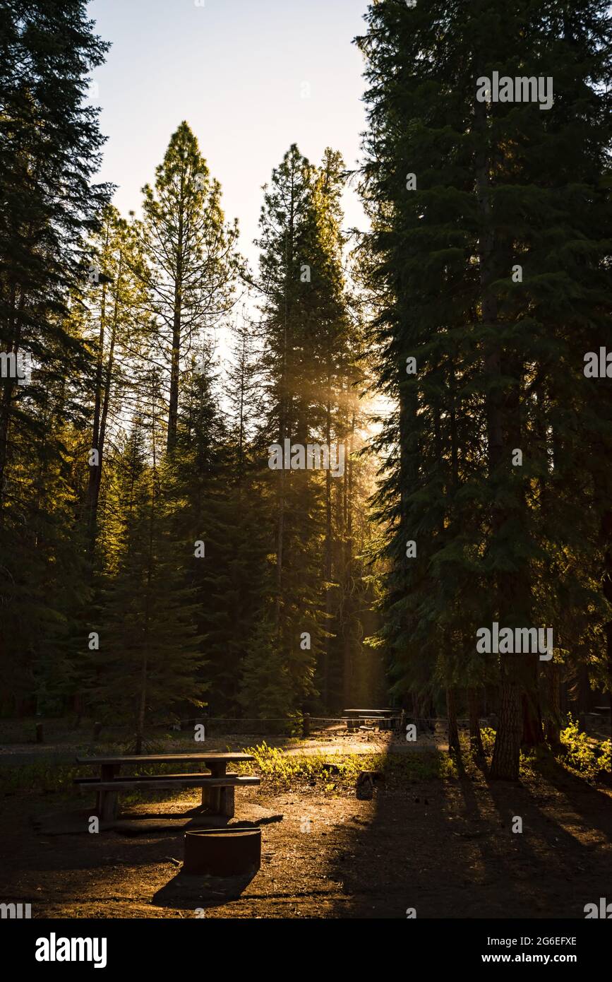 Haz de sol brillando a través de un campamento forestal a primera hora de la mañana Foto de stock