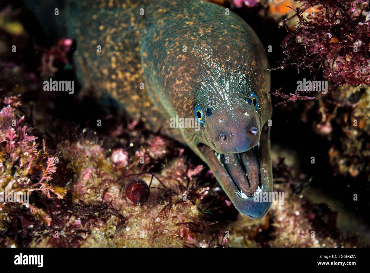 Moray Eel (California Moray) en el sitio de buceo Marine Room en La Jolla, CA. Foto de stock