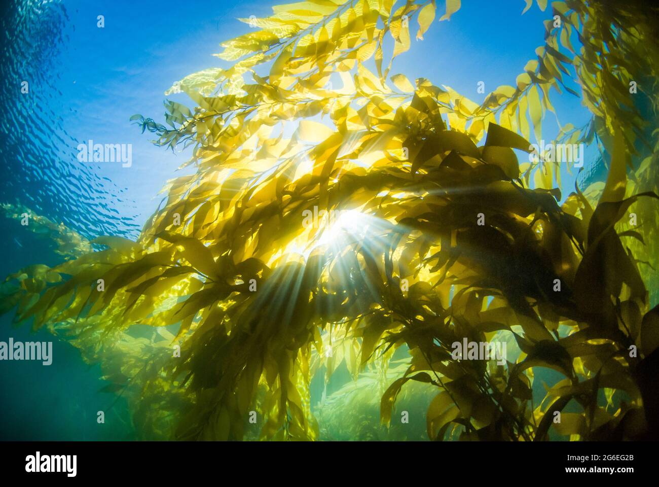 Imagen submarina de rayos de sol a través de un dosel de kelp en Point Loma, CA Foto de stock