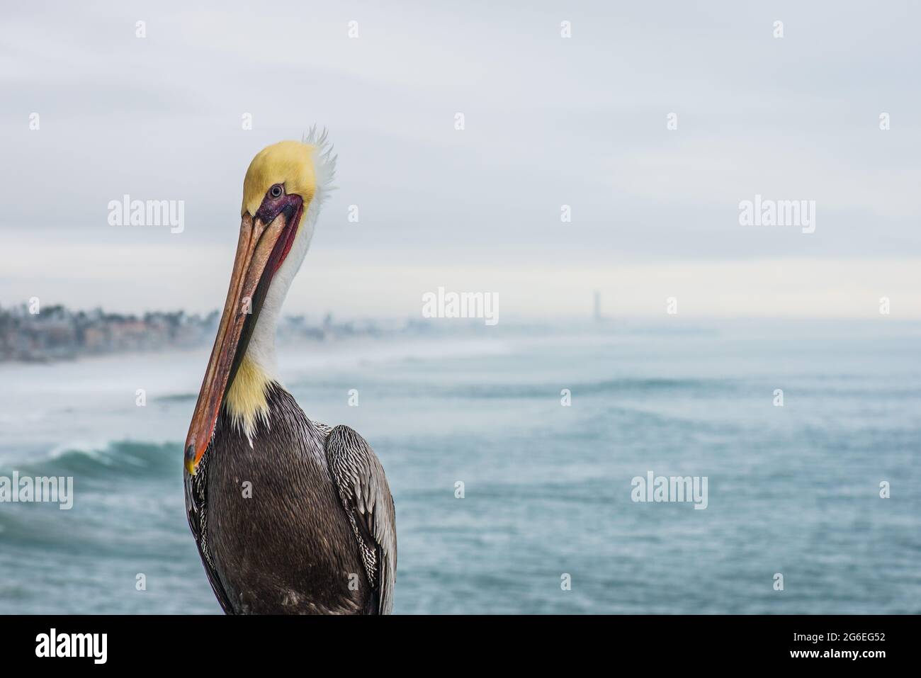 Pelicano marrón macho (Pelecanus occidentalis) en plumaje de apareamiento con la costa en el fondo Foto de stock