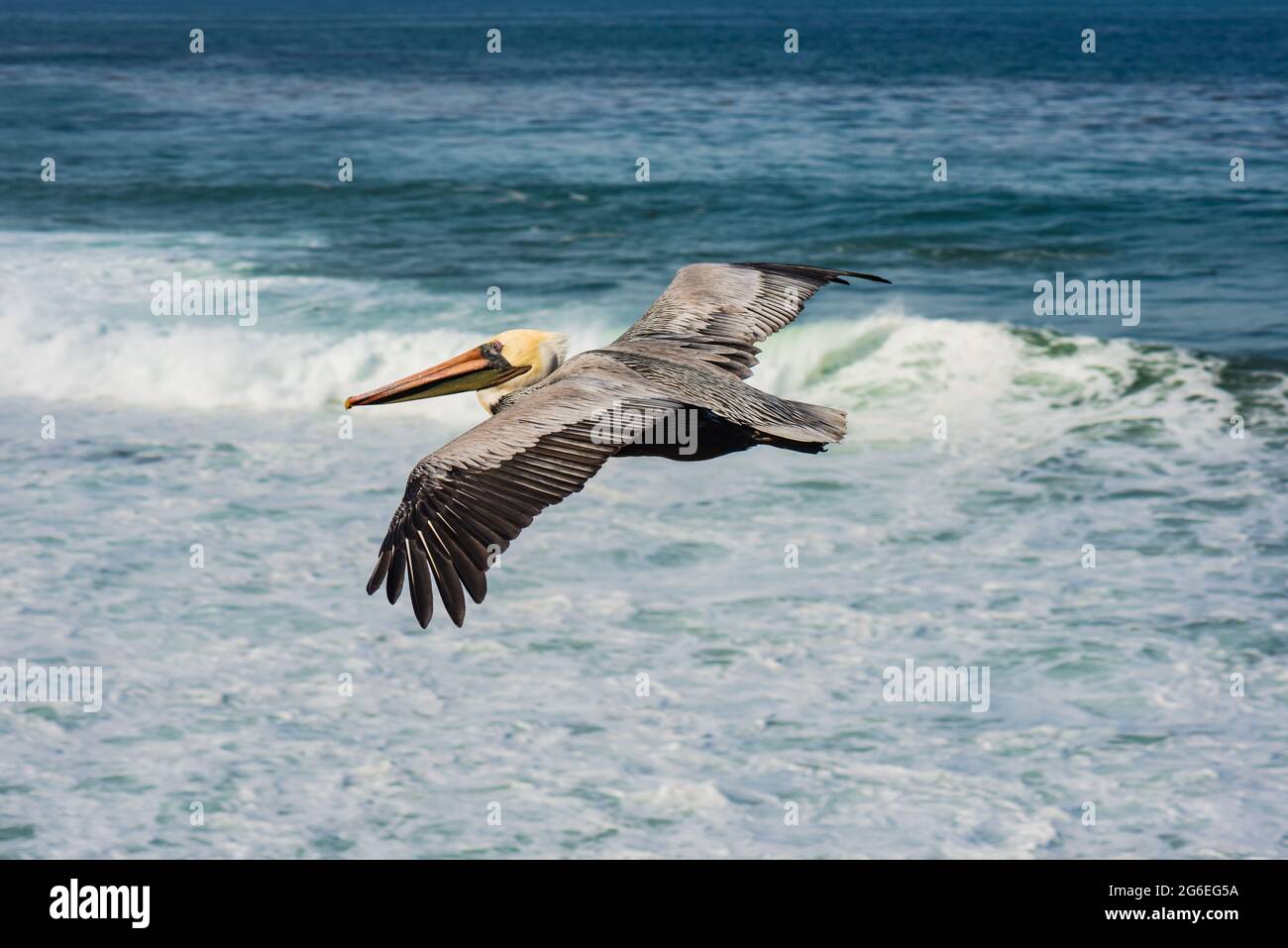 Pelicano marrón (Pelecanus occidentalis) con plumaje de apareamiento en vuelo sobre el oleaje oceánico Foto de stock