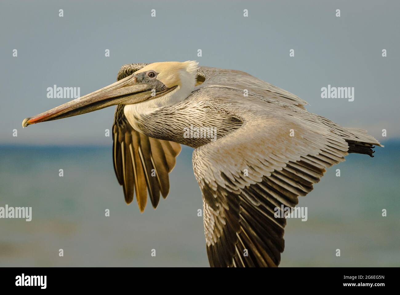 Pelicano marrón (Pelecanus occidentalis) en vuelo Foto de stock