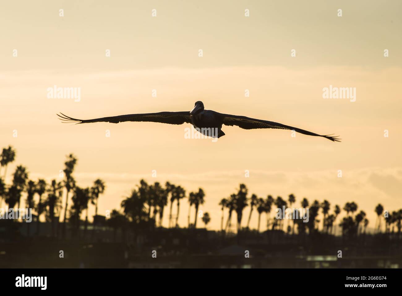 Pelican (Pelecanus occidentalis) en vuelo con un cielo naranja y palmeras en el fondo Foto de stock