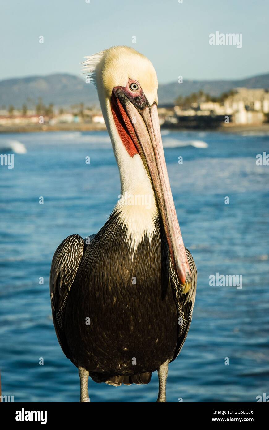 Pelicano marrón macho (Pelecanus occidentalis) en plumaje de apareamiento con la costa en el fondo Foto de stock