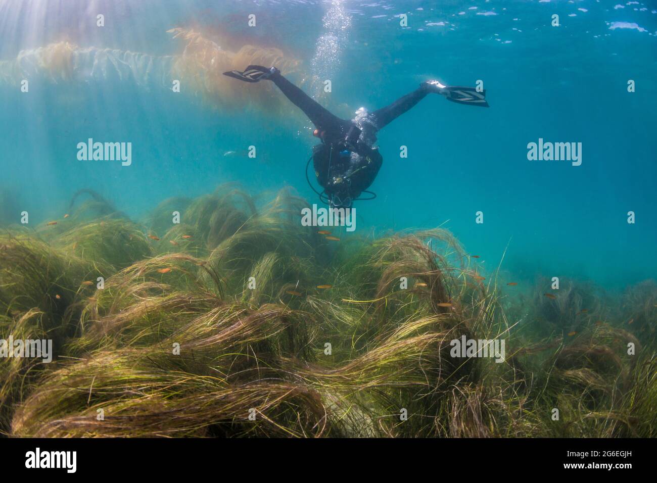 Buceador jugando alrededor haciendo las divisiones al revés bajo el agua de La Jolla, California Foto de stock