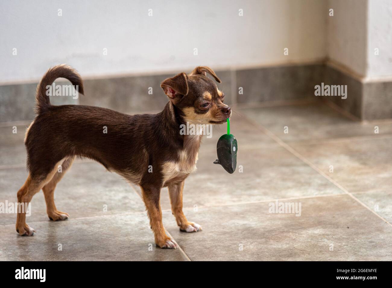 Lindo perro chihuahua pardo jugando y divirtiéndose con un juguete de ratón Foto de stock