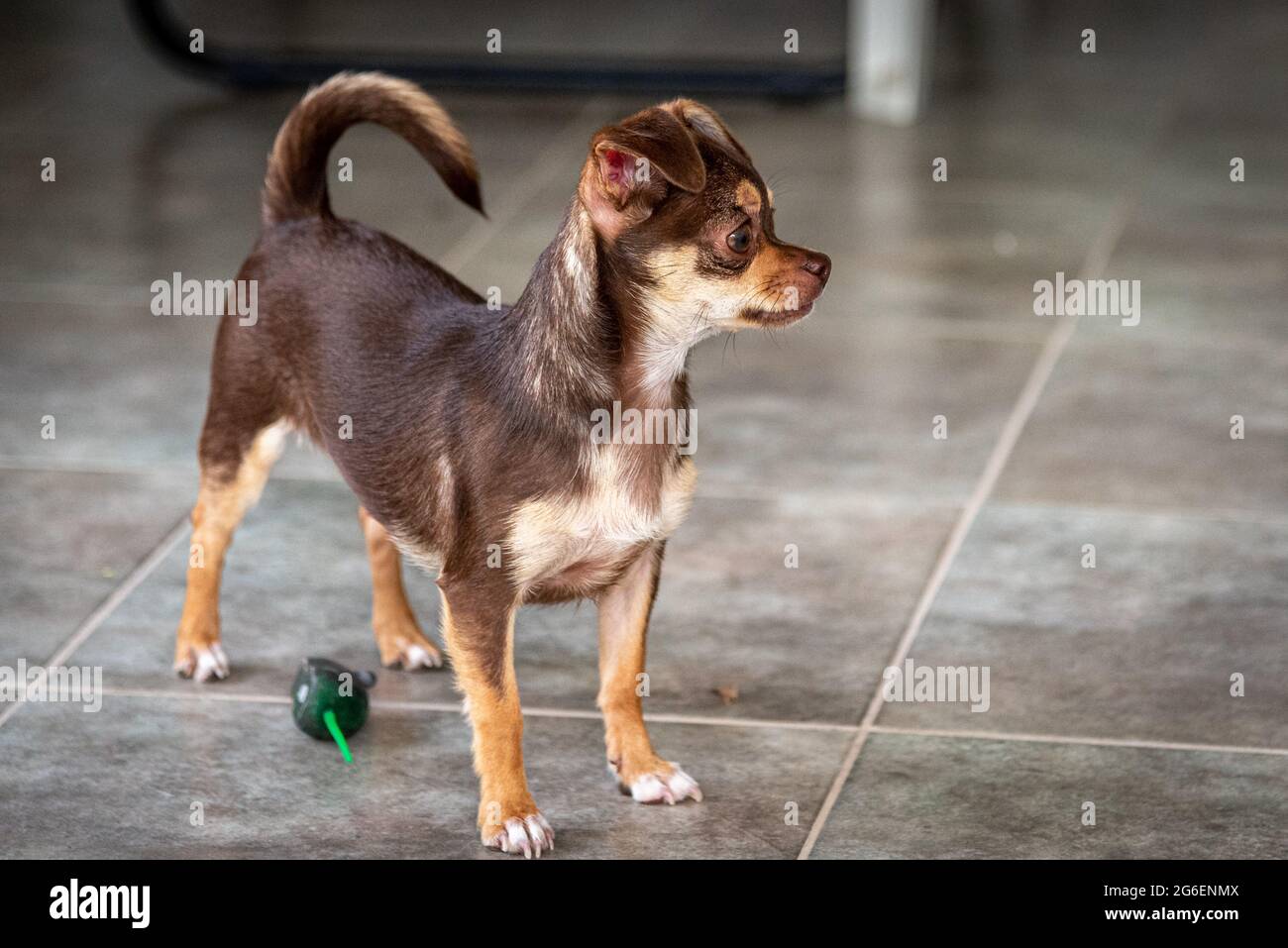 Lindo perro chihuahua pardo jugando y divirtiéndose con un juguete de ratón Foto de stock
