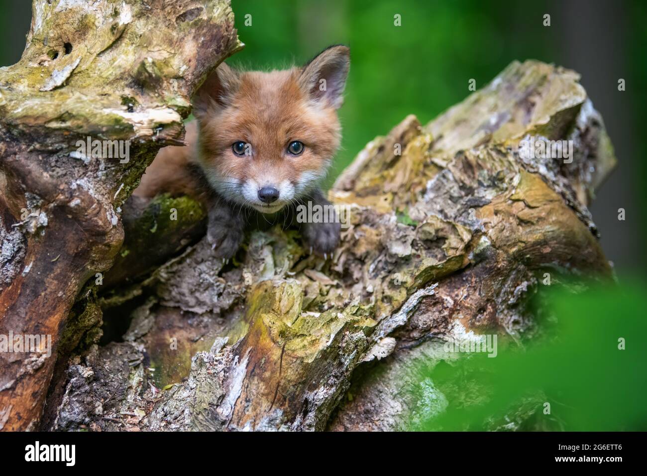 Zorro rojo, vulpes vulpes, pequeño cachorro joven en el bosque. Lindos depredadores salvajes en el ambiente natural. Fauna silvestre escena de la naturaleza Foto de stock