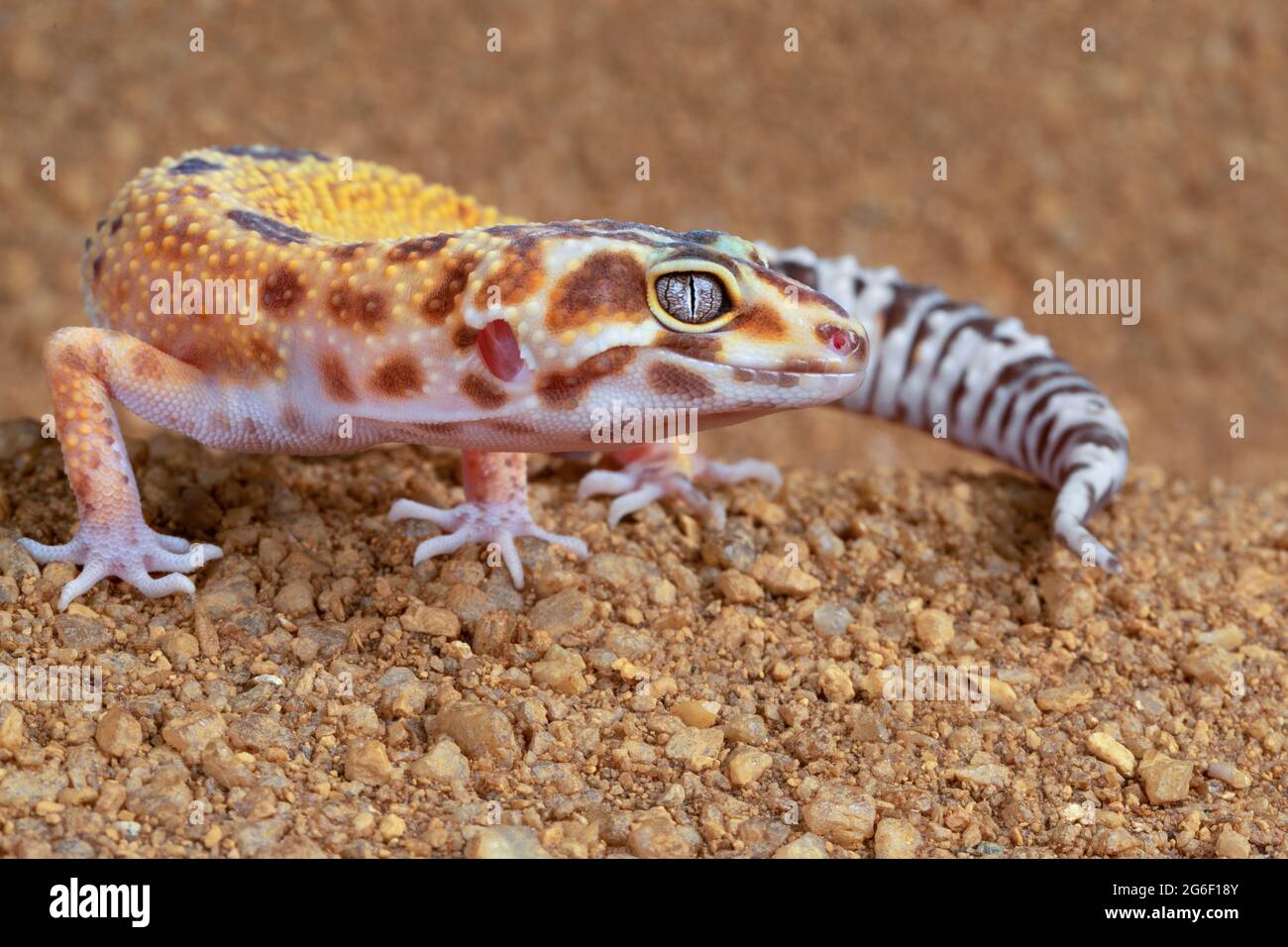 Gecko leopardo Foto de stock