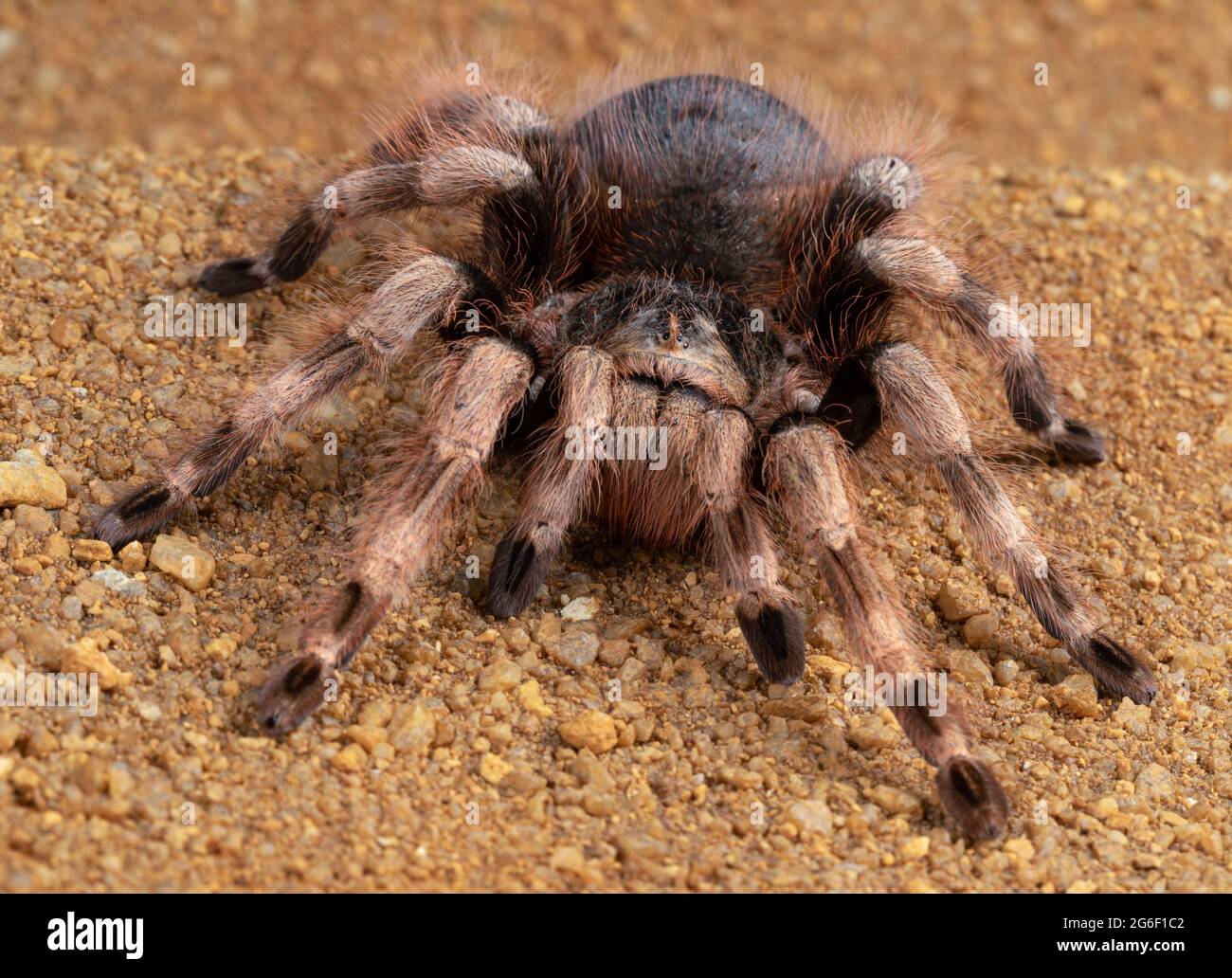 Tarántula de rodilla roja Foto de stock