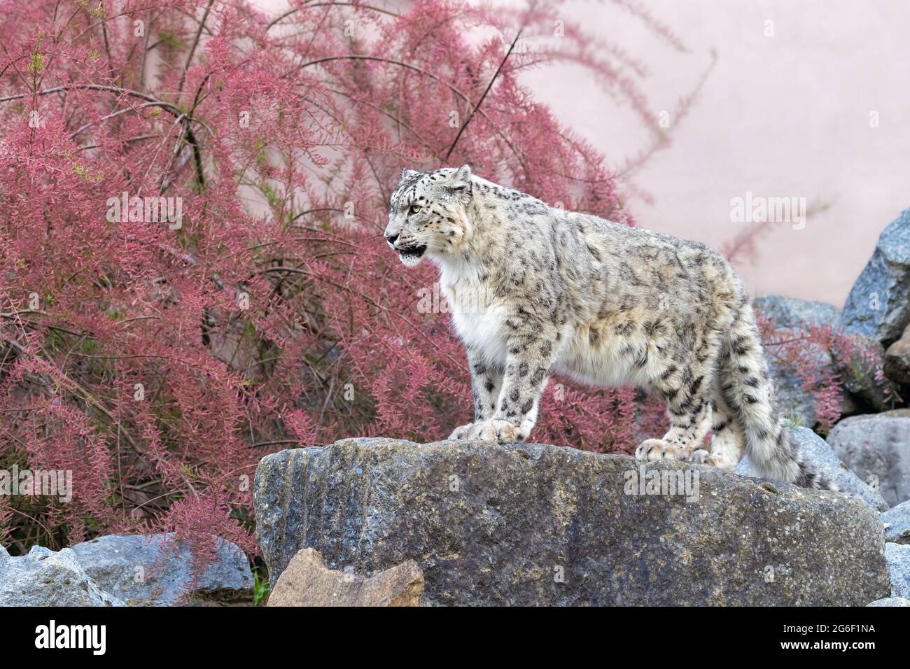 Leopardo de las Nieves Foto de stock