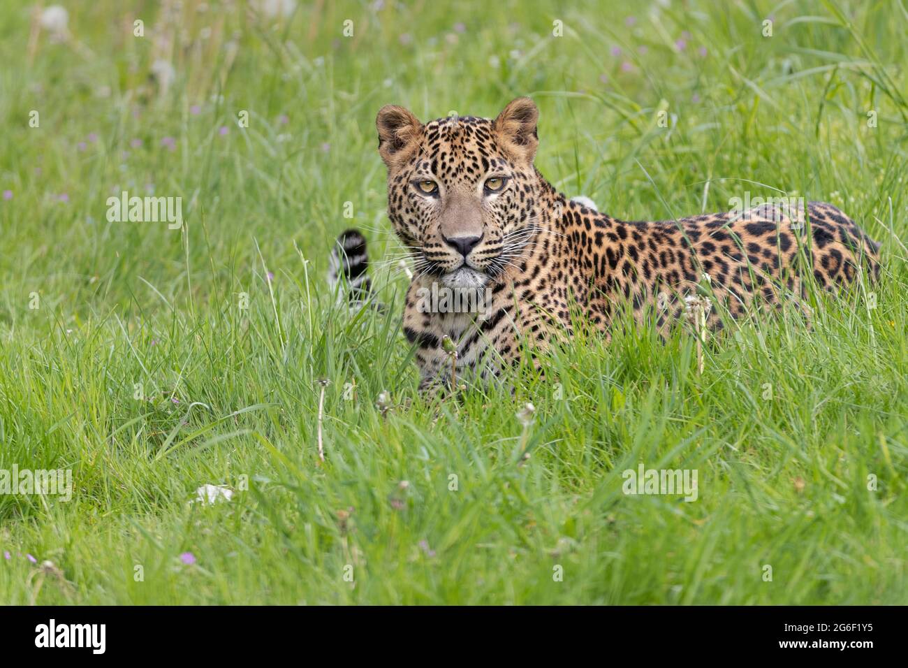 El leopardo de Sri Lanka Foto de stock