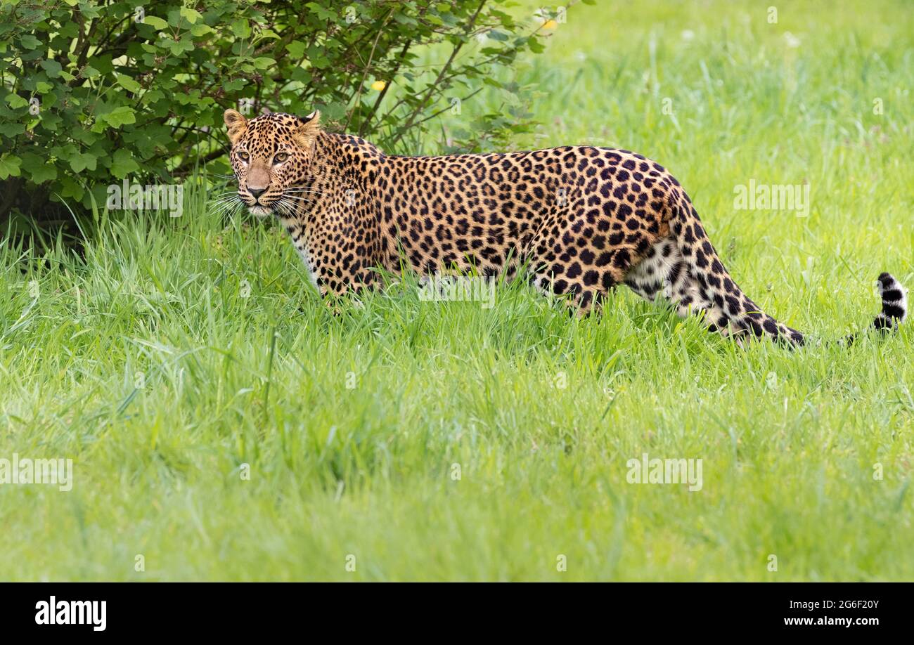 El leopardo de Sri Lanka Foto de stock