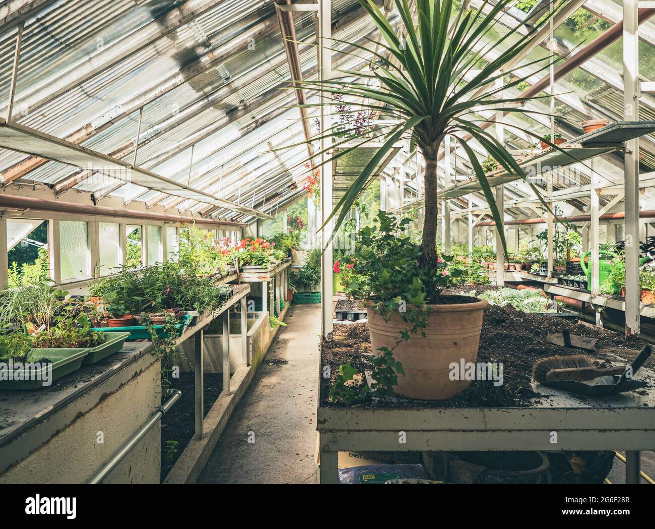La exuberante colección de plantas vegetales de jardín o plantas exóticas de la casa se cultivan bajo el techo de cristal de un antiguo invernadero victoriano. Foto de stock