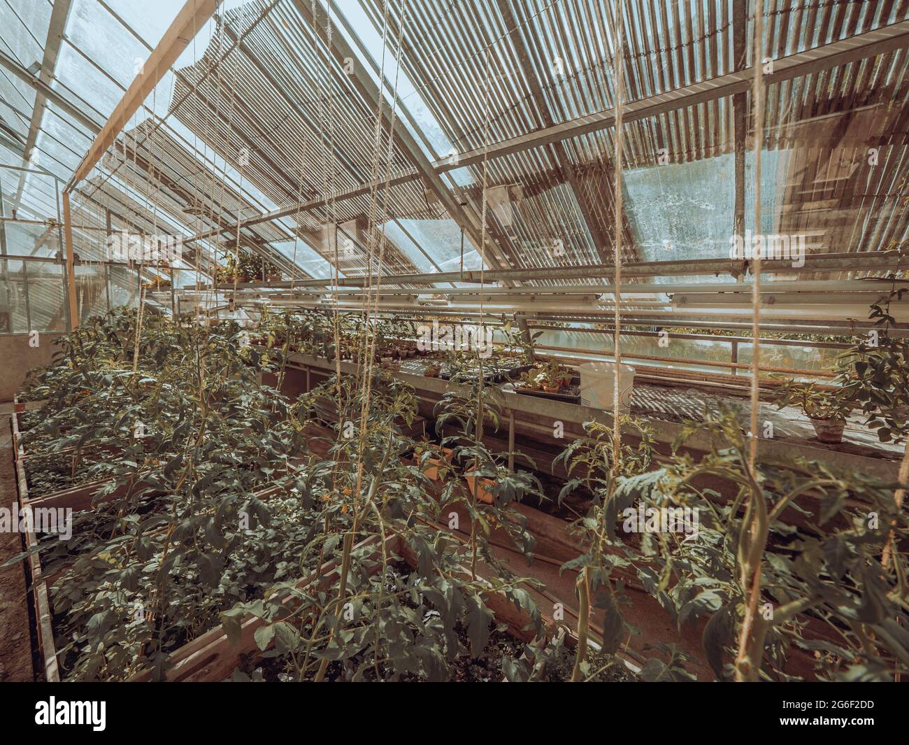 La exuberante colección de plantas vegetales de jardín o plantas exóticas de la casa se cultivan bajo el techo de cristal de un antiguo invernadero victoriano. Foto de stock