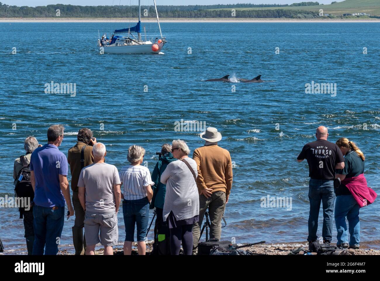 Las multitudes ven una vaina de delfines en las aguas del Moray Firth en Chanonry Point, Fortrose, Escocia, Reino Unido. Foto de stock