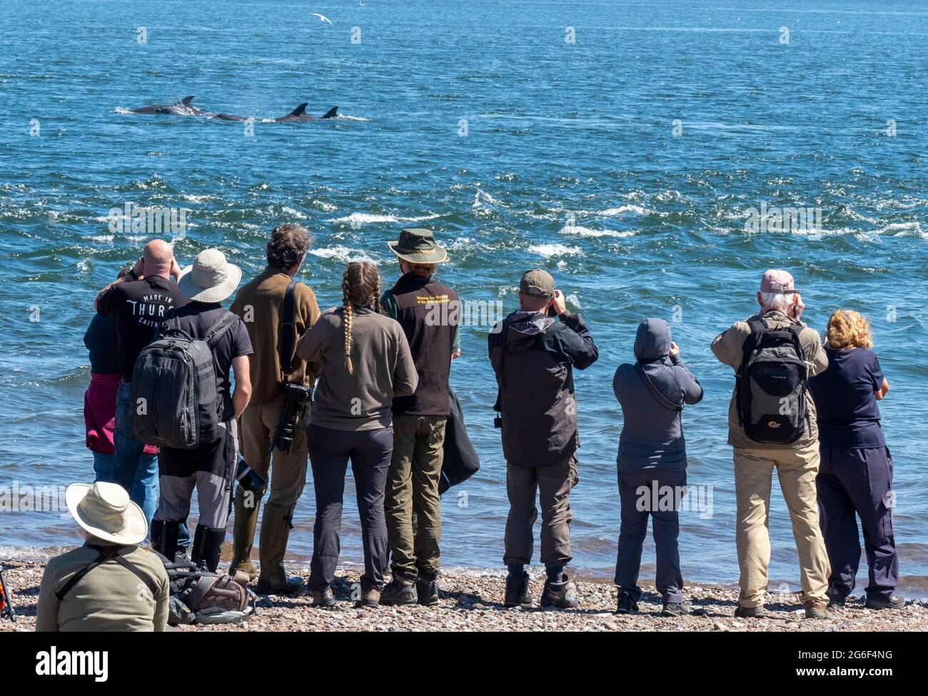Las multitudes ven una vaina de delfines en las aguas del Moray Firth en Chanonry Point, Fortrose, Escocia, Reino Unido. Foto de stock