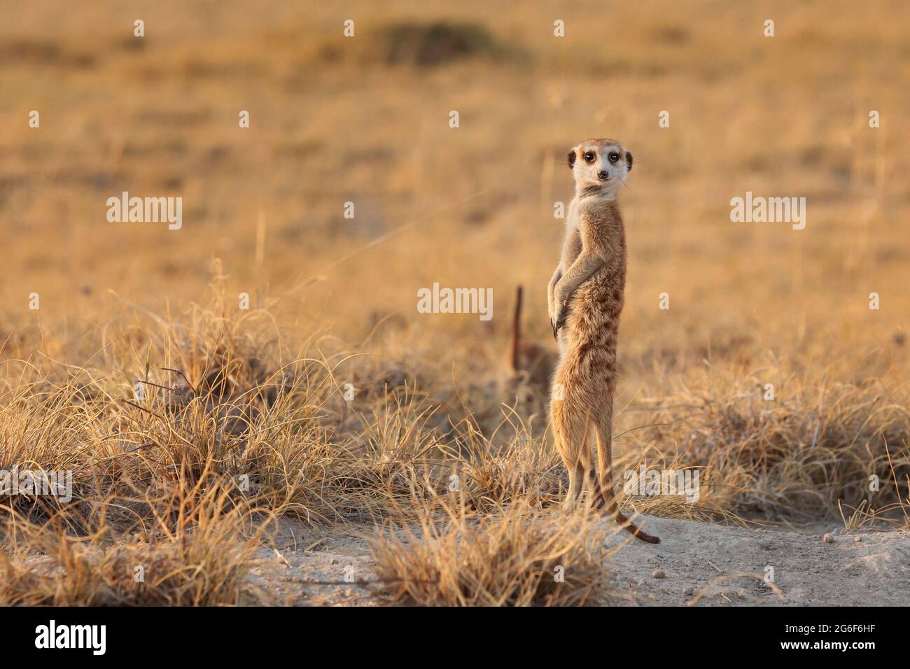 Meerkat (Suricata suricatta) de pie vertical mirando a la cámara. Makgadikgadi pans, Botsuana, África Foto de stock
