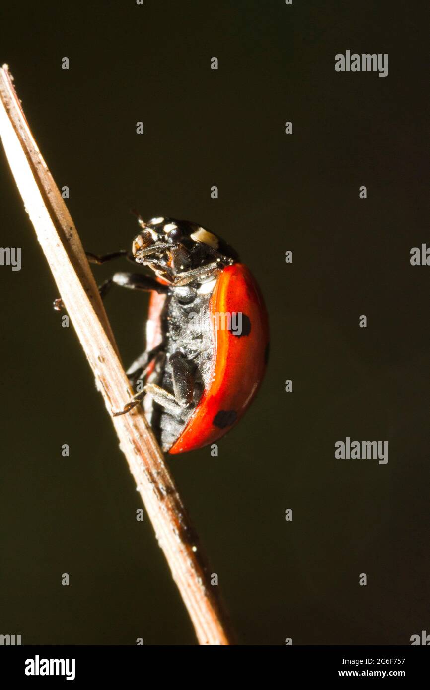 Cerrar ver detalle de una mariquita (Coccinellidae) escarabajo. Foto de stock
