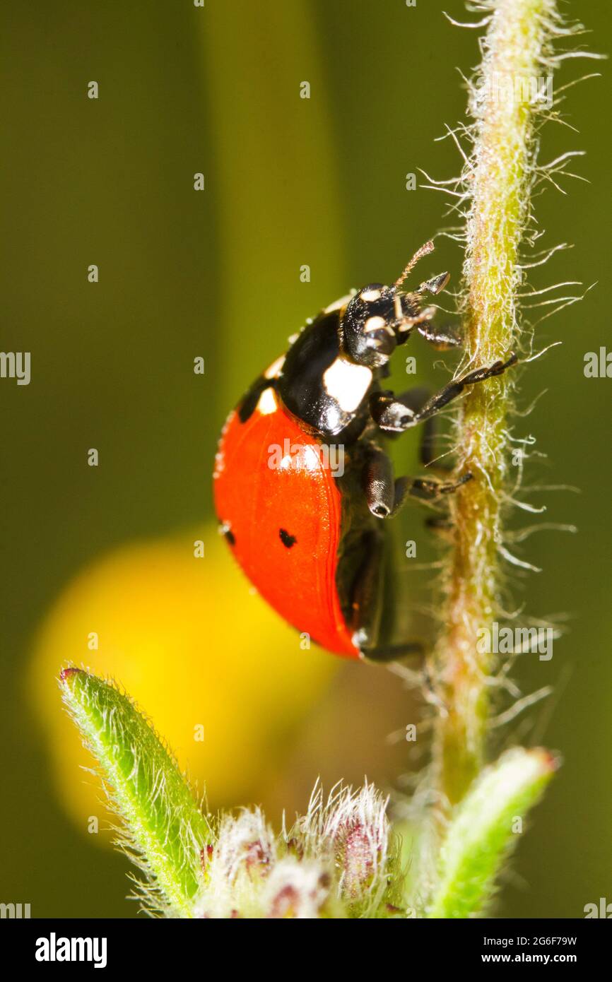 Cerrar ver detalle de una mariquita (Coccinellidae) escarabajo. Foto de stock