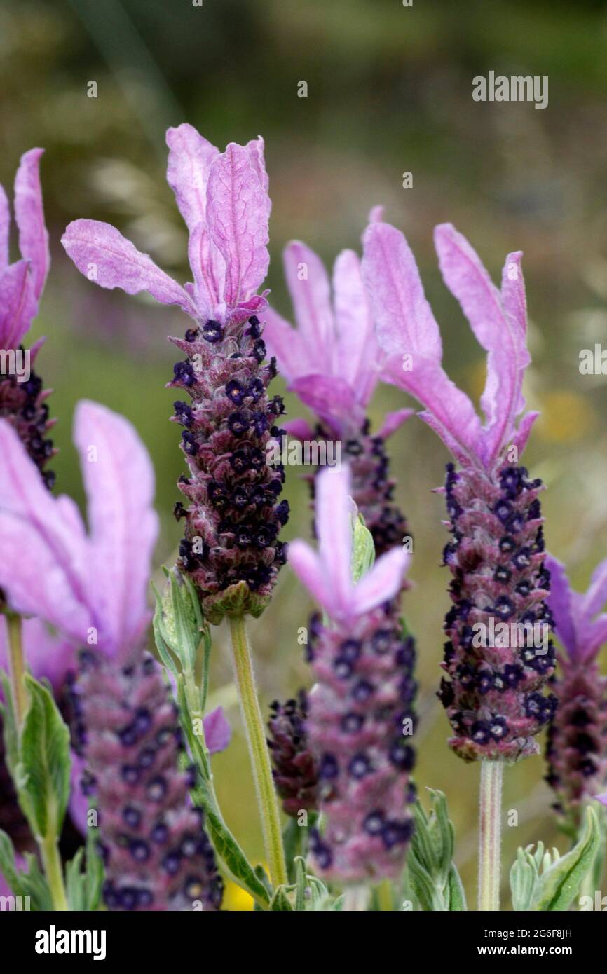 Vista de varias flores de lavanda silvestre en el campo Fotografía de stock  - Alamy