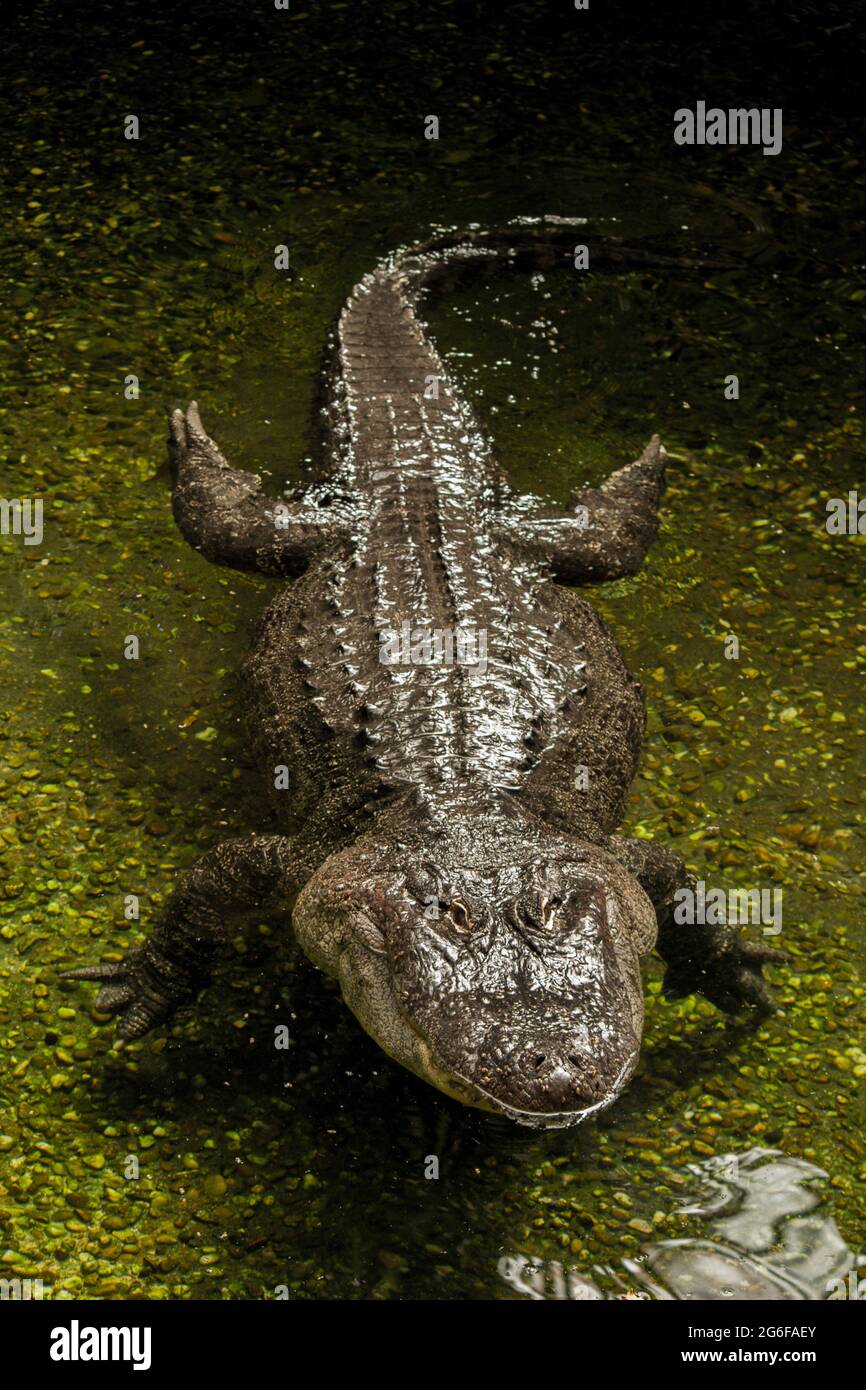 Vista de un temeroso cocodrilo americano (Alligator mississippiensis) nadando en el agua. Foto de stock