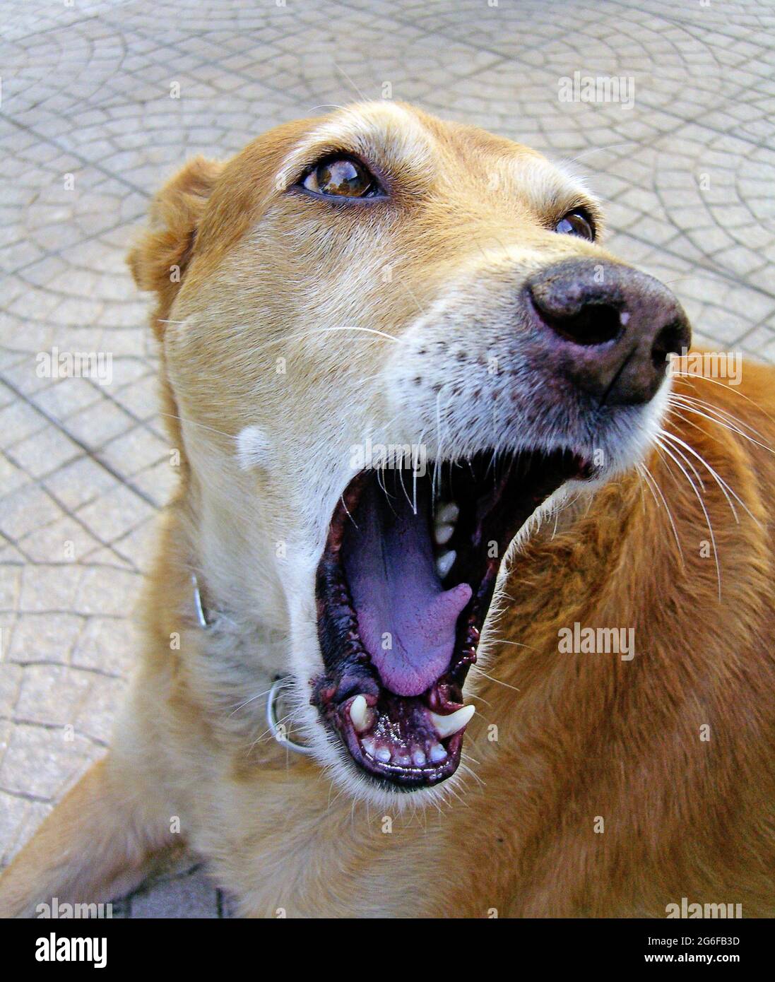 Boca de perro bien abierta fotografías e imágenes de alta resolución - Alamy