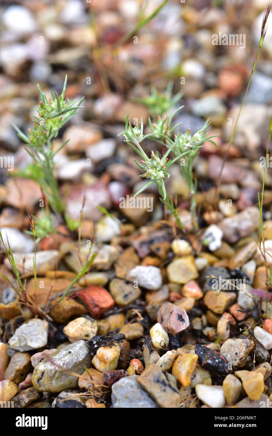 La algodonosa de hoja ancha (Filago pyramidata) es una hierba anual nativa de la cuenca mediterránea y de Europa central. Esta foto fue tomada en Sierra de la Foto de stock