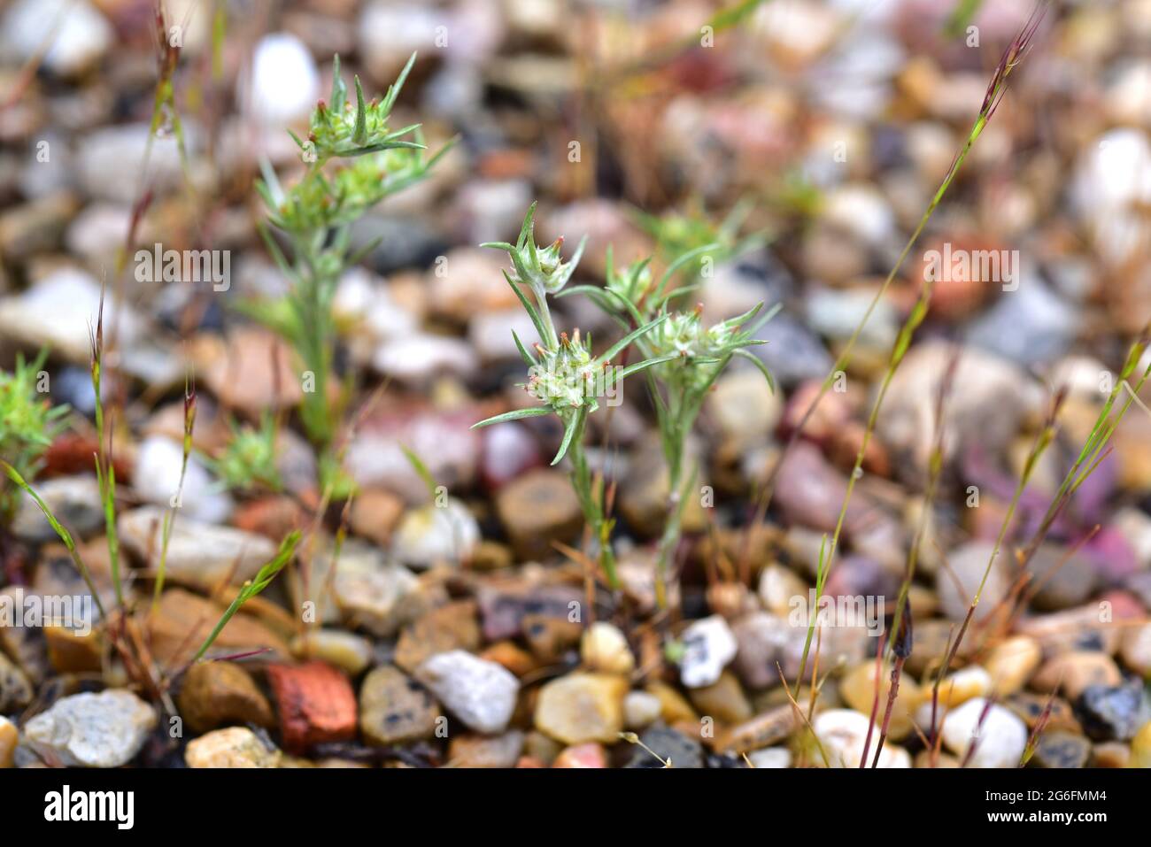 La algodonosa de hoja ancha (Filago pyramidata) es una hierba anual nativa de la cuenca mediterránea y de Europa central. Esta foto fue tomada en Sierra de la Foto de stock