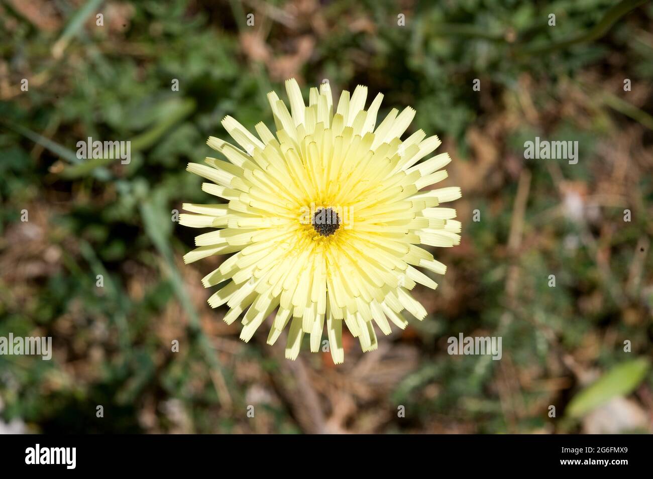 El vellón dorado liso (Urospermum dalecampii) es una hierba perenne nativa de la cuenca occidental y central del Mediterráneo. Esta foto fue tomada en Cap de Foto de stock