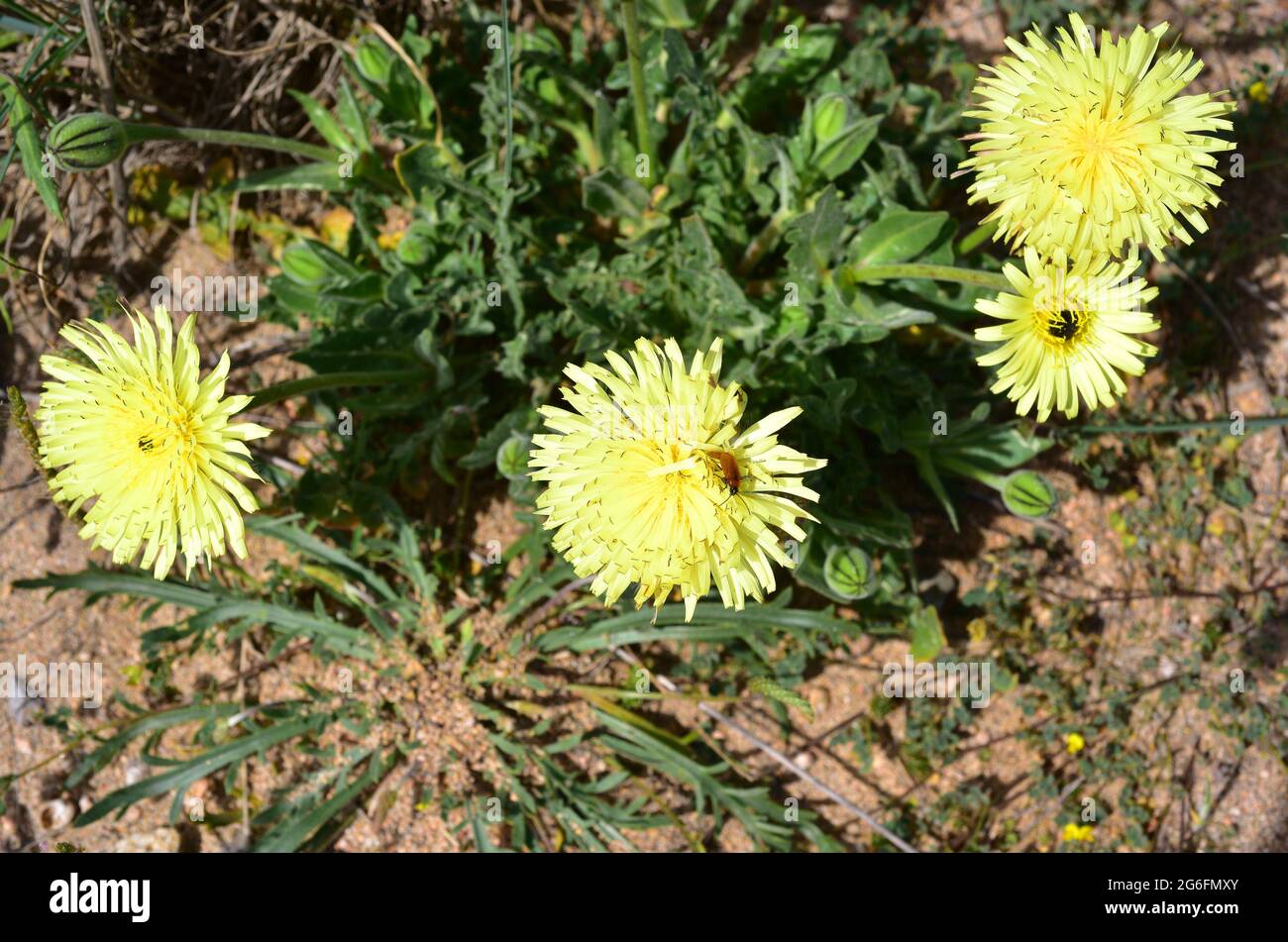El vellón dorado liso (Urospermum dalecampii) es una hierba perenne nativa de la cuenca occidental y central del Mediterráneo. Esta foto fue tomada en Pals, Foto de stock