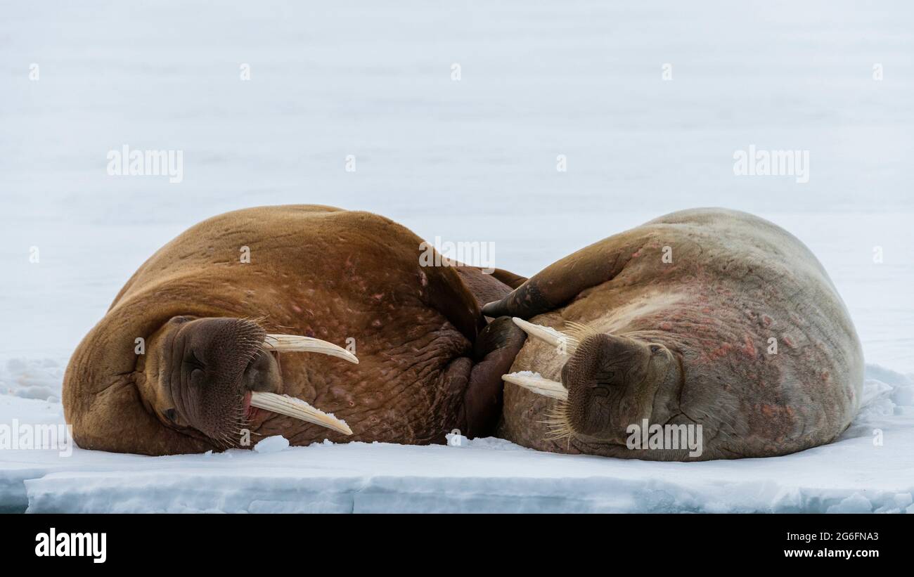 La morsa (Odobenus rosmarus), retrato, Noruega, Svalbard Fotografía de  stock - Alamy