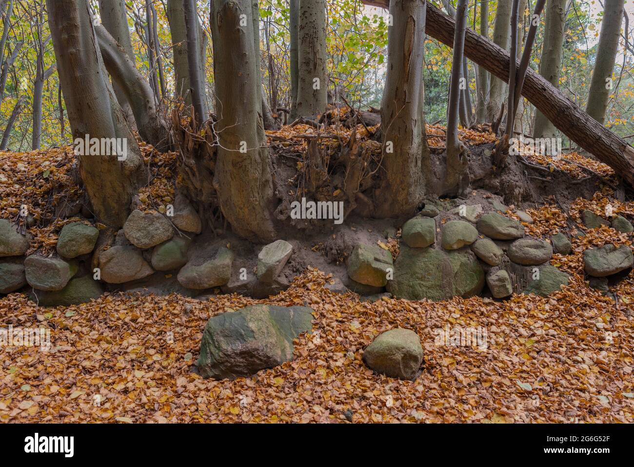 Los árboles crecidos en un banco viejo presionaron algunas rocas fuera del banco, Alemania, Schleswig-Holstein Foto de stock