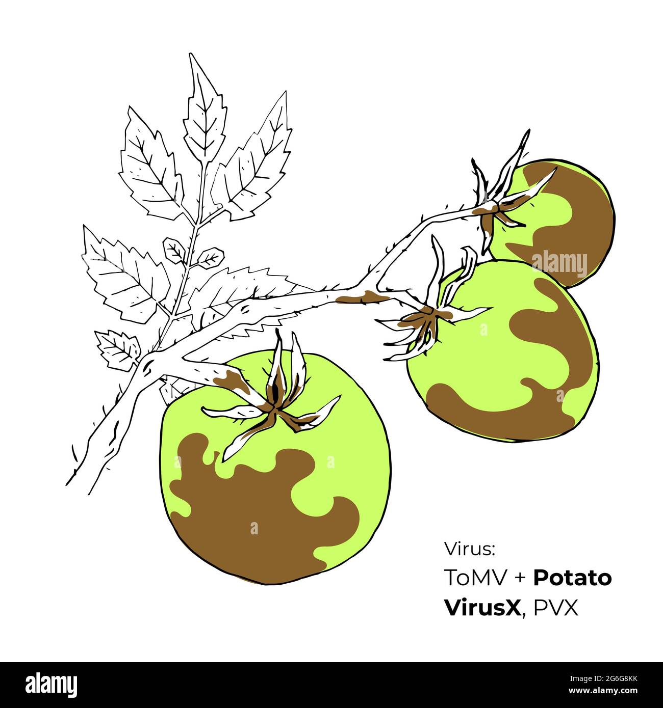Síntomas del Mosaico de Tomate Virus con Potato VirusX vector