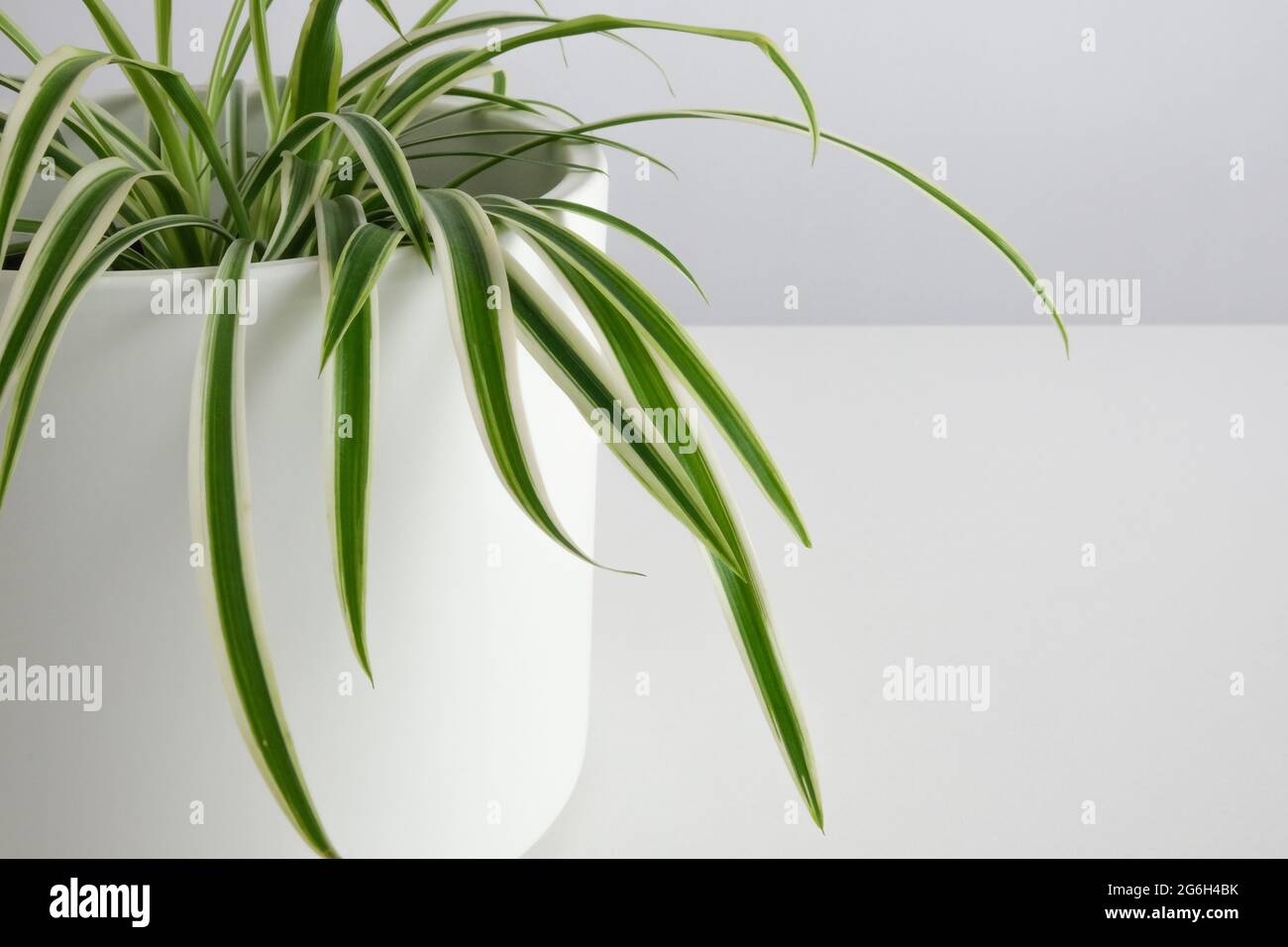planta de origen en maceta blanca. planta de araña. clorophyllum. hogar jardín minimalista. Foto de stock