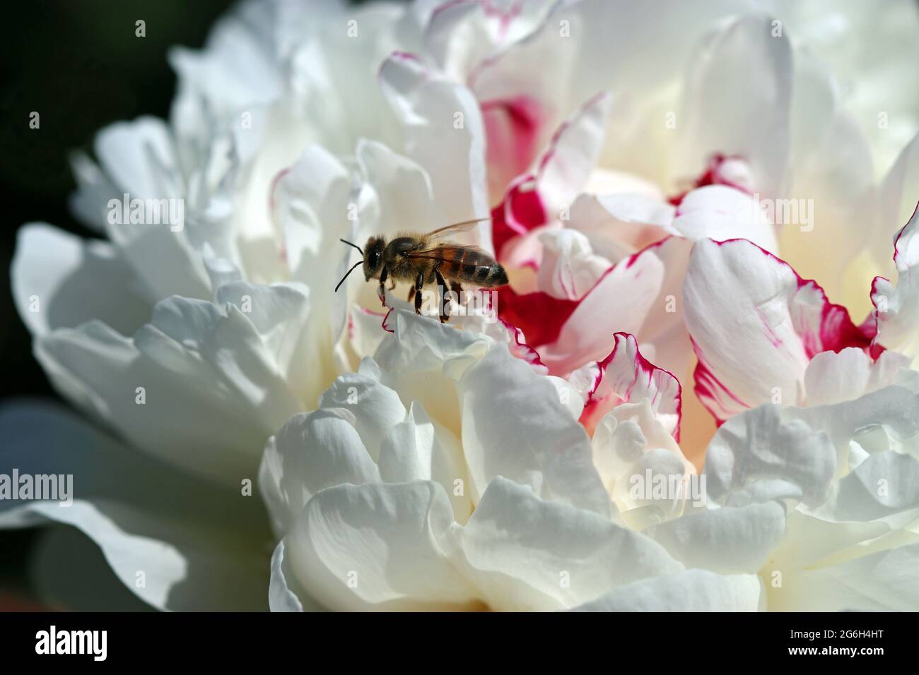 Una abeja de miel camina a lo largo de los bordes encorvados y en capas de la doble floración de una lactiflora paeonia (peony) (flores blancas de leche) 'Festiva Maxima' Foto de stock