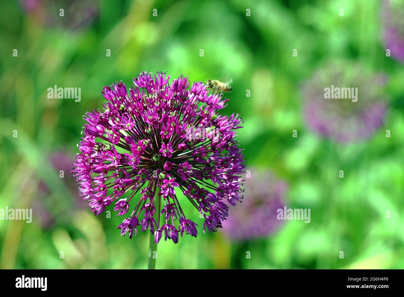 Cabezas esféricas de Allium (Allium hollandicum 'Purple Sensation') en un brillante sol fotografiado en un jardín inglés en junio Foto de stock