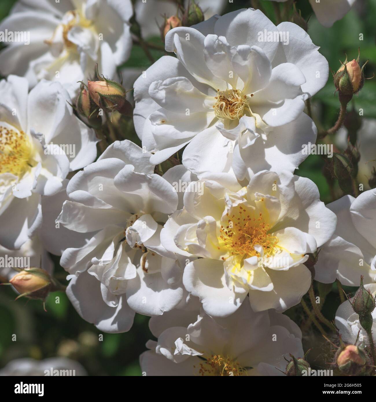 Rosa Iceberg - flores blancas, planas, copadas, medianas-dobles (25-35 pétalos), con un aroma suave, en numerosas inflorescencias. Foto de stock