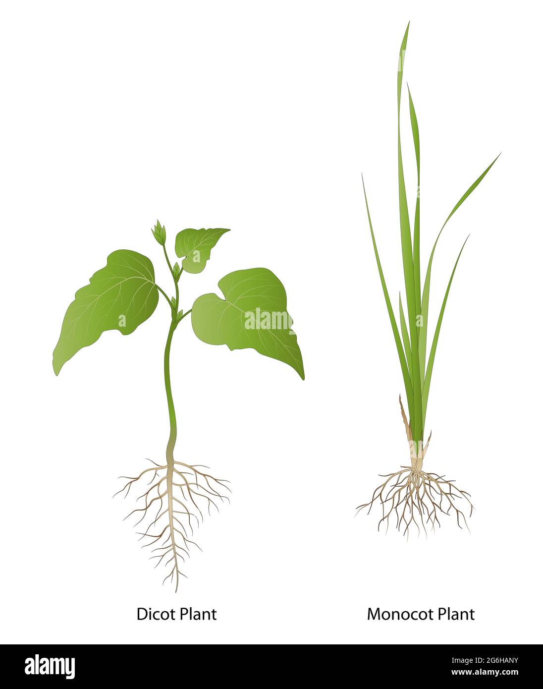 Diferencia entre las plantas de monocotyledon y Dicotyledon Foto de stock