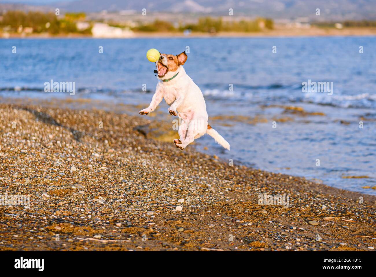 Un perro pequeño saltando para pescar una pelota de tenis cerca del agua en la playa Foto de stock