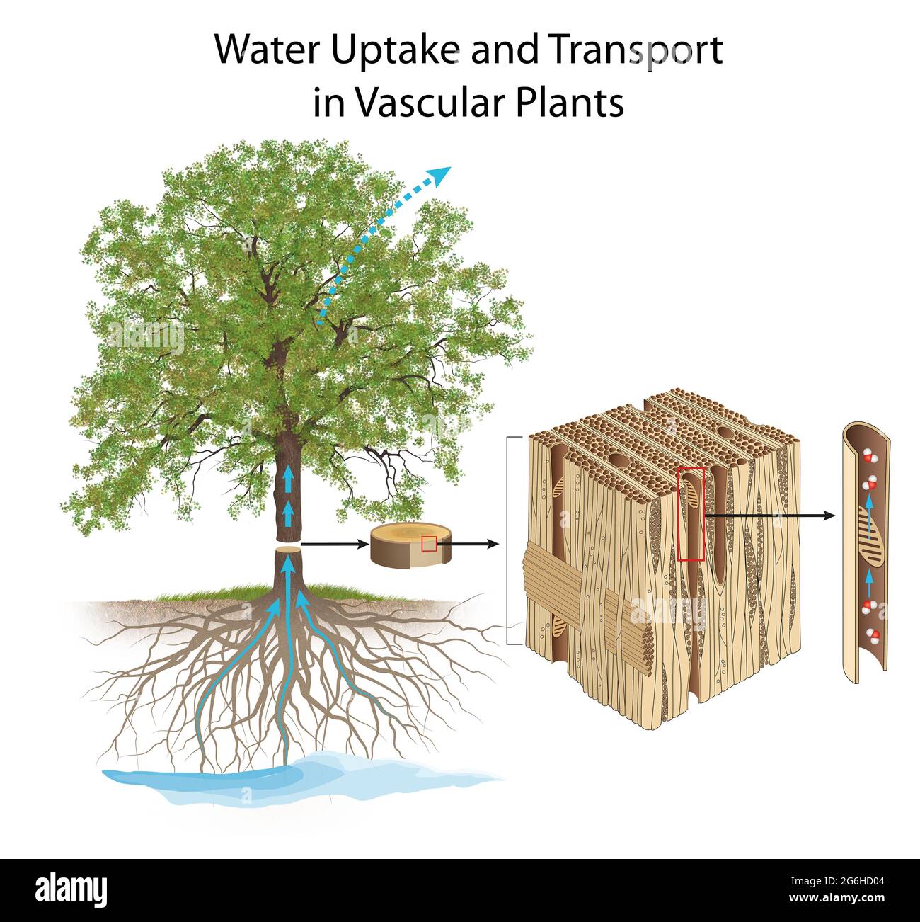 Captación y transporte de agua en plantas vasculares Fotografía de stock -  Alamy