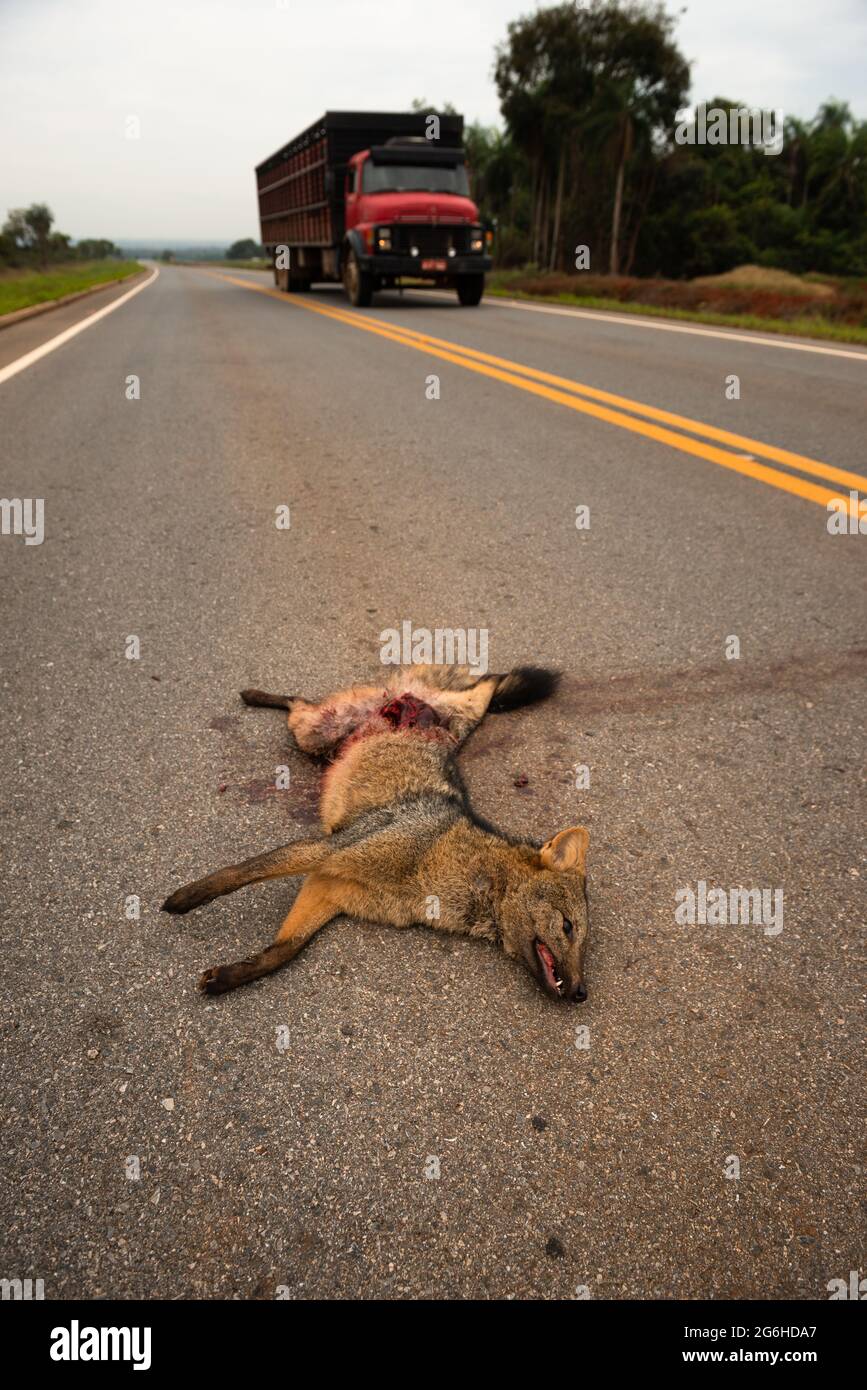 Un zorro que come cangrejos (Cerdocyon thous) muerto por un vehículo en una carretera cerca de Jardim, Mato Grosso do Sul, Brasil Foto de stock
