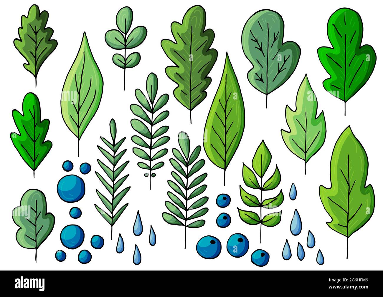 Colección de hojas decorativas verdes. Elementos vectoriales para su  diseño. Hojas de árboles, flores, gotas de rocío. Conjunto de ilustraciones  vectoriales en dibujo a mano Imagen Vector de stock - Alamy