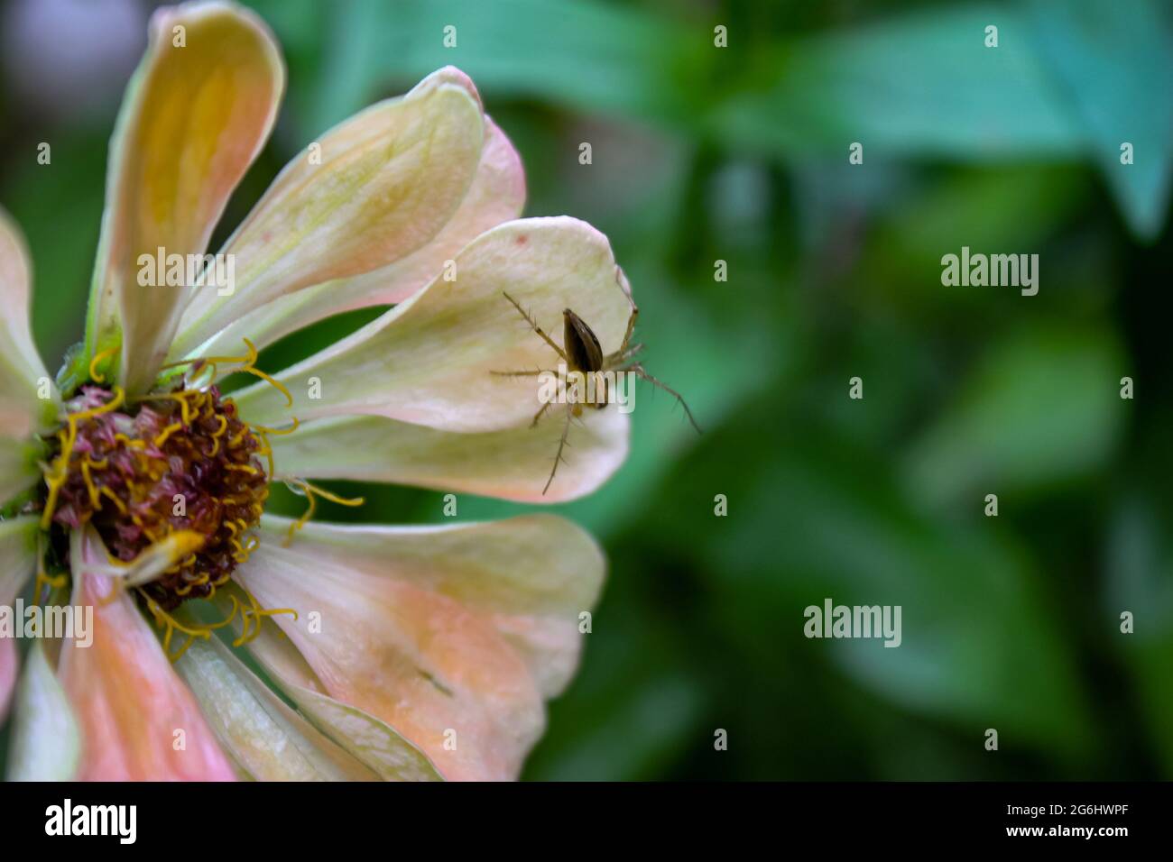 la araña con el fondo de la flor naranja en el patio Foto de stock