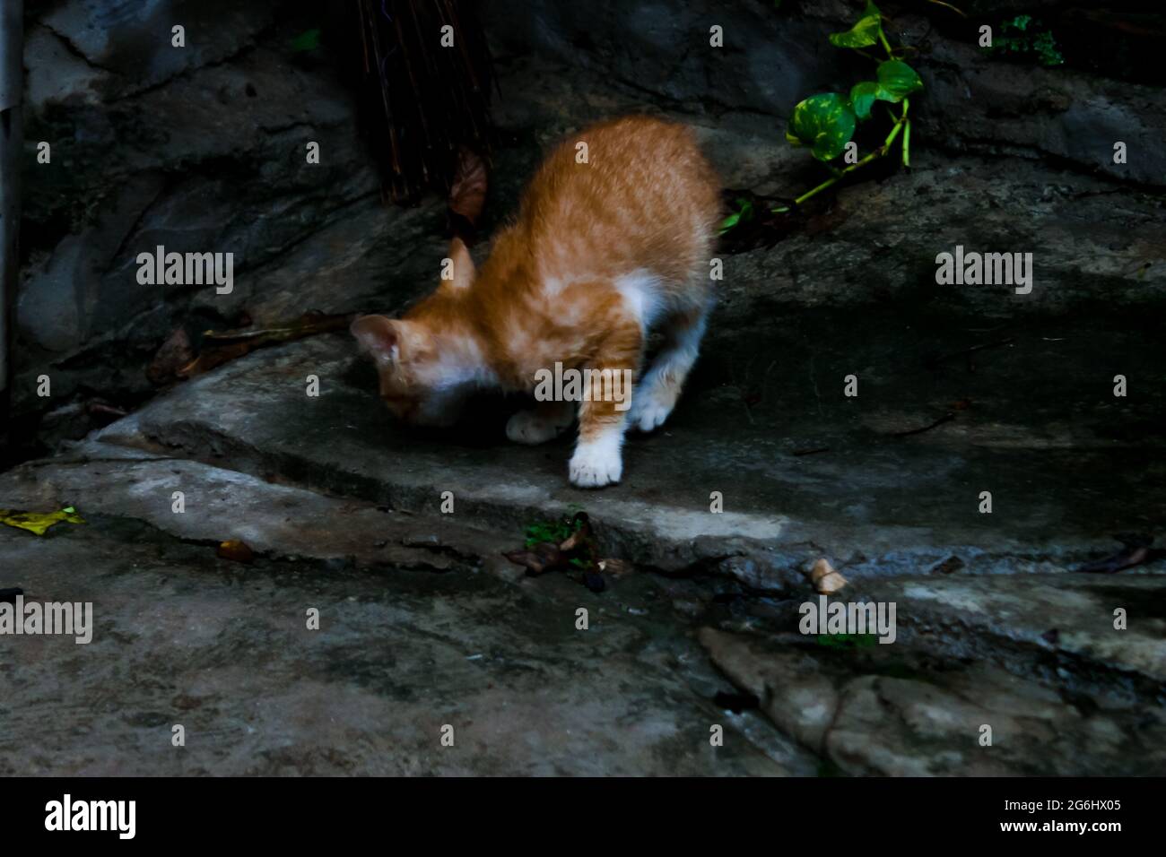 El gatito en el suelo de cemento en el patio Foto de stock