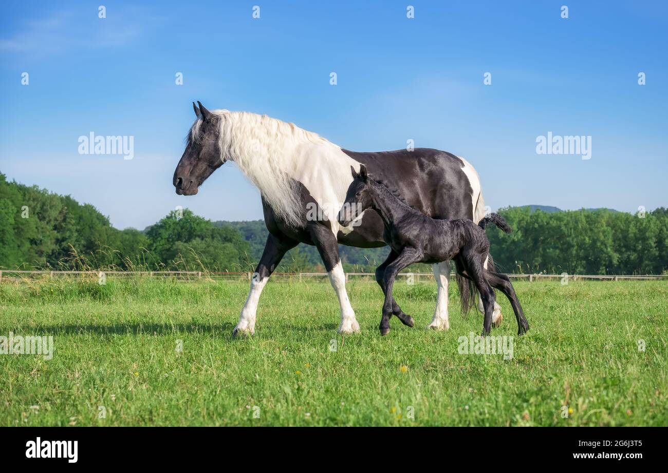Lindo joven foal, de tres días de edad, corriendo junto a su presa, warmblood caballo barroco tipo, barock pinto, en un prado de césped verde con cielo azul Foto de stock
