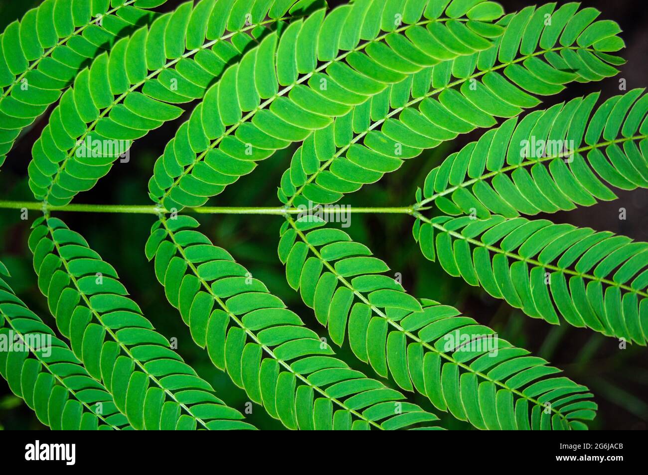 Hojas de Acacia closeup.Leaves de un árbol de seda