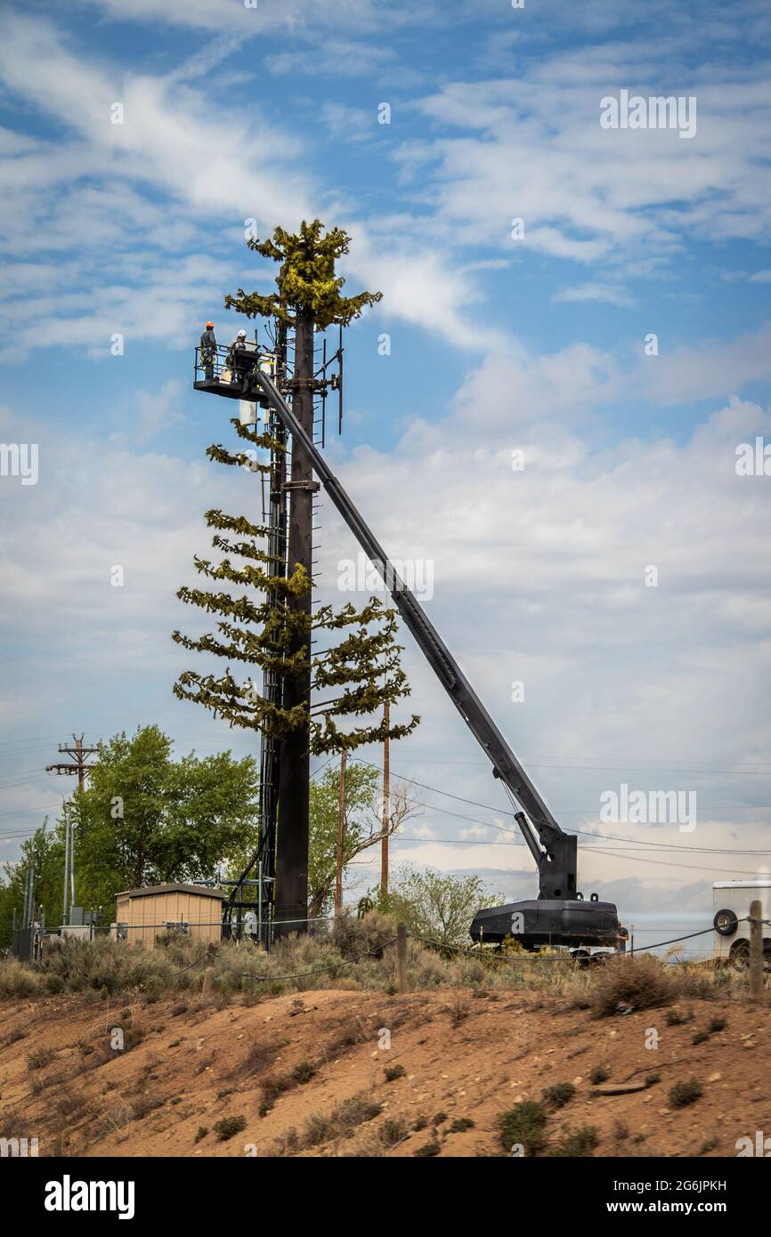 Torre de telefonía móvil-celular disfrazada de un árbol de pino que está siendo construido por obreros en una grúa. Foto de stock